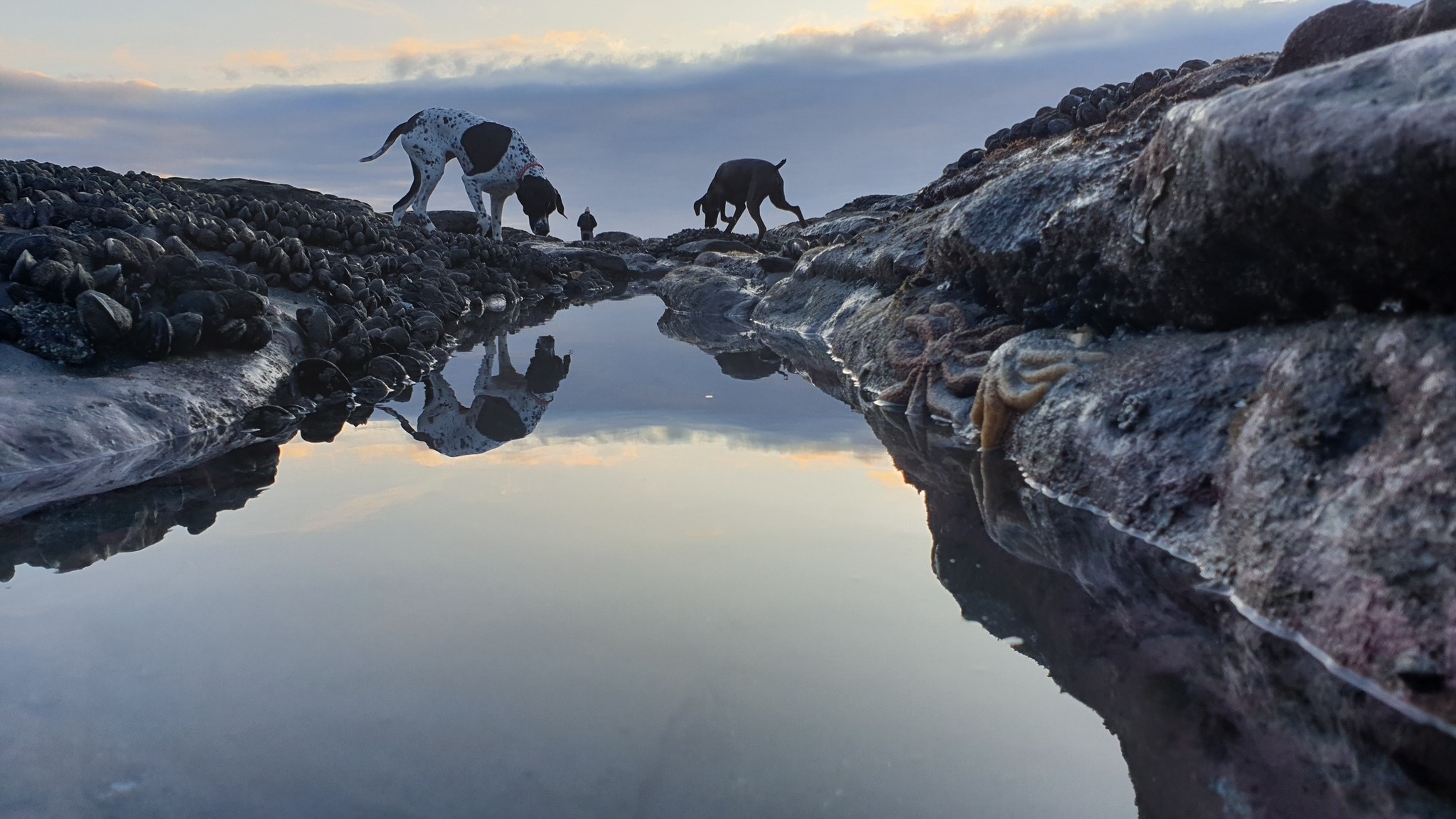 Ansel and Emma on the Rocks Nine Mile beach checking out the mussels for West Coast Pie company pie challenge