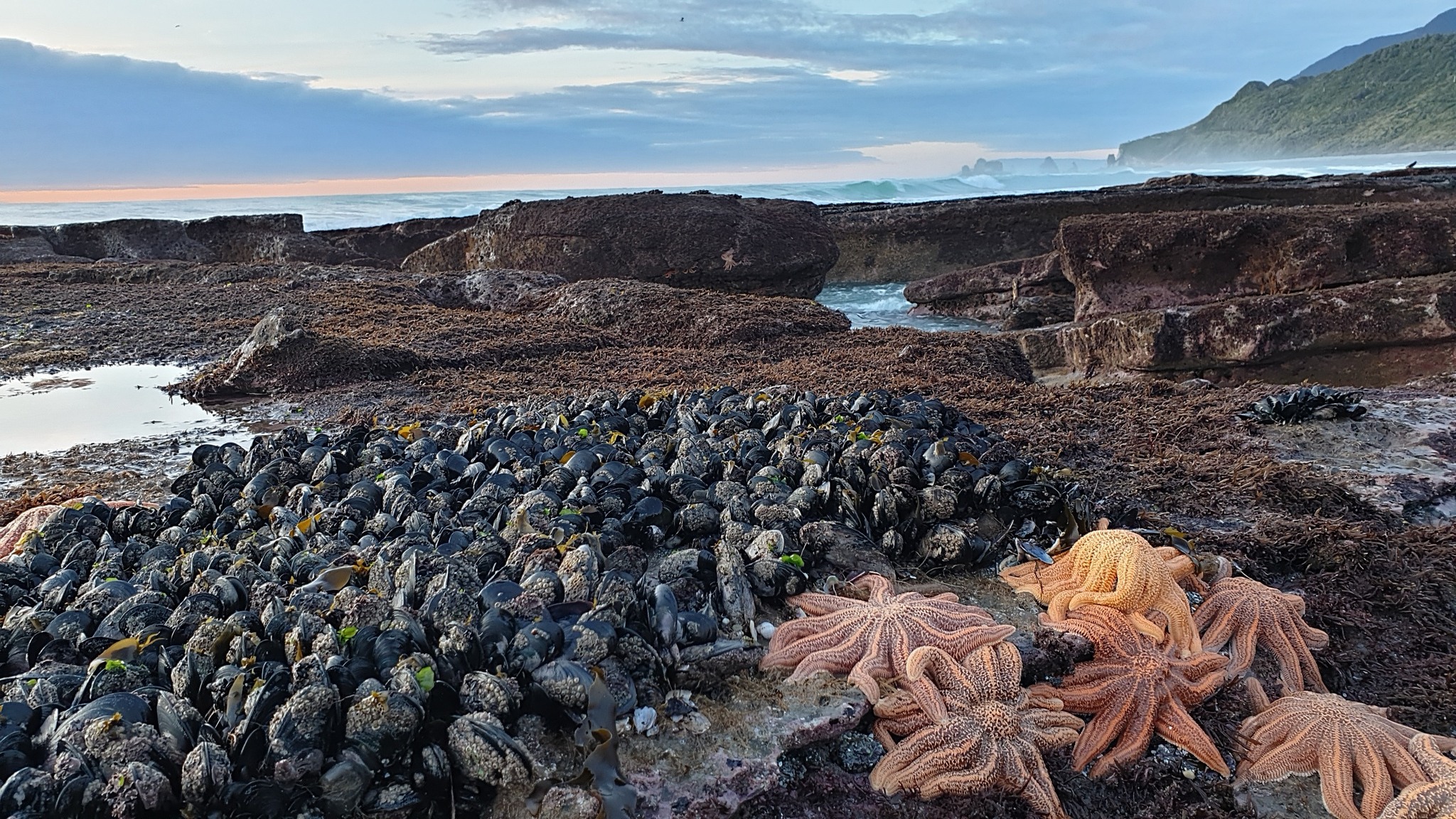 Nine Mile rocks with mussel beds Coast Road west Coast